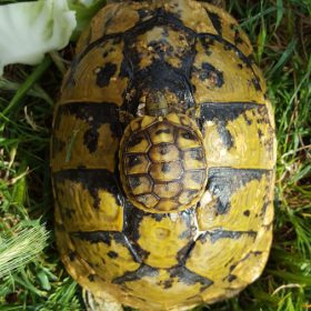 Apartmani Marija - Zubovići - Galerija