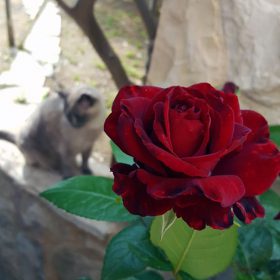 Apartmani Marija - Zubovići - Galerija