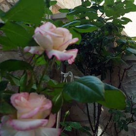 Apartmani Marija - Zubovići - Galerija